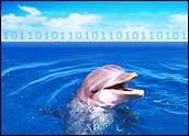 Digital Dolphins May Improve Telecom